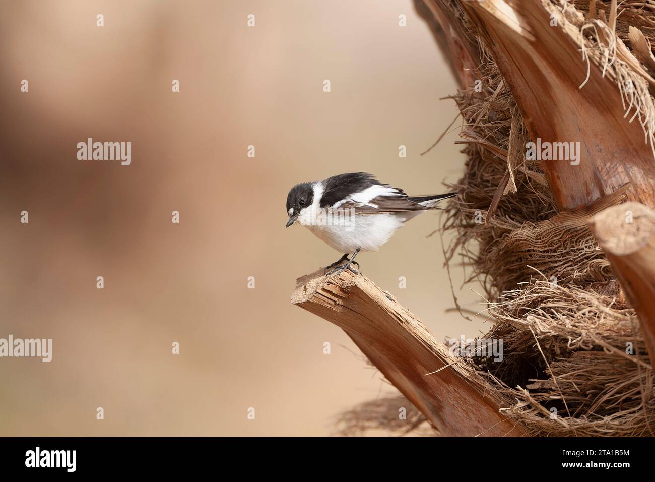 Flycatcher (Ficedula semitorquata) mâle à semi-collaré au cours de la migration printanière à Eilat, Israël. Banque D'Images