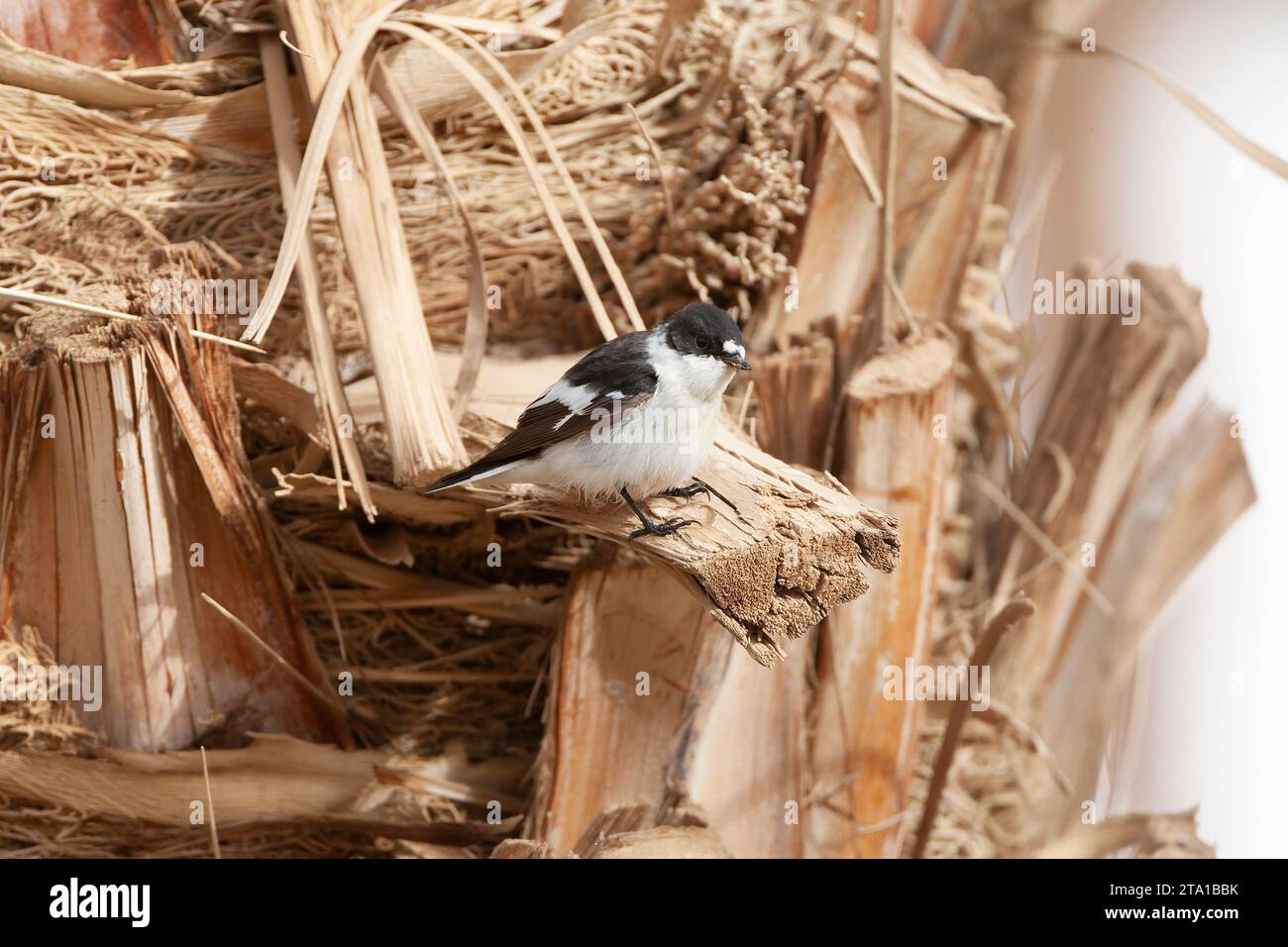 Flycatcher (Ficedula semitorquata) mâle à semi-collaré au cours de la migration printanière à Eilat, Israël. Banque D'Images