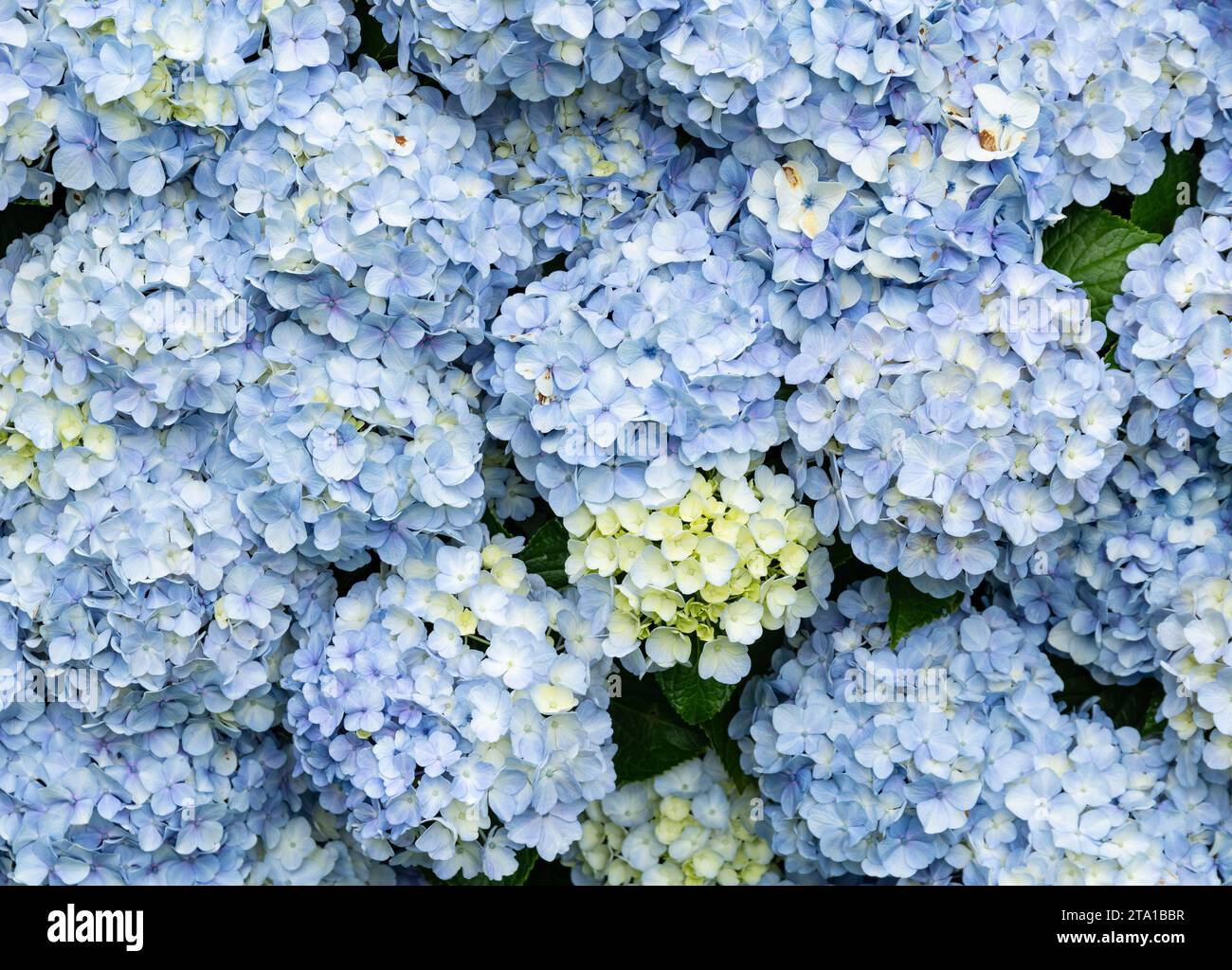 Fleur bleue hortensia au sud-est du Brésil. Banque D'Images