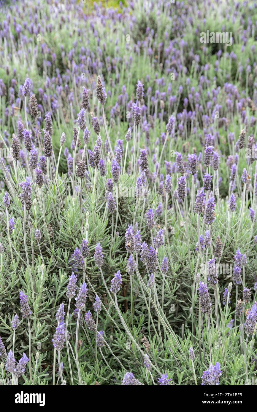 Champ de fleurs de lavande au sud-est du Brésil. Banque D'Images