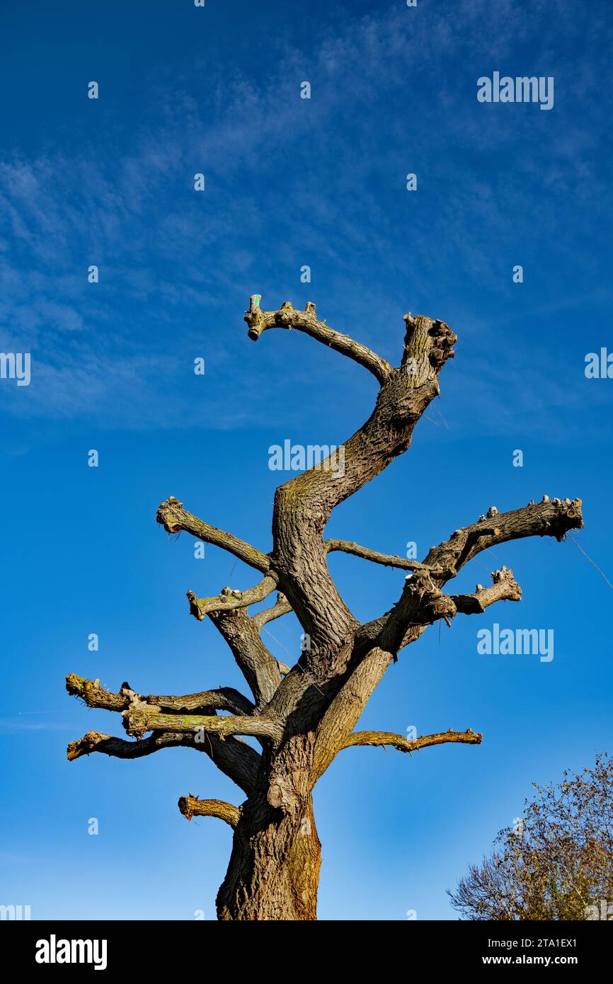 Un arbre à taille dure. Banque D'Images