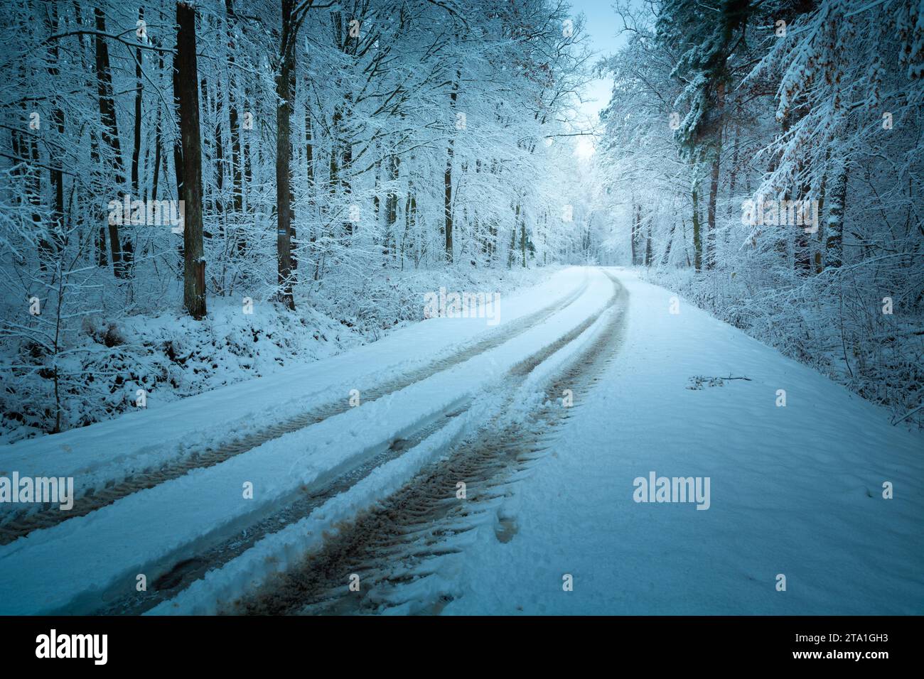Une route à travers une forêt enneigée, jour de décembre, Pologne orientale Banque D'Images