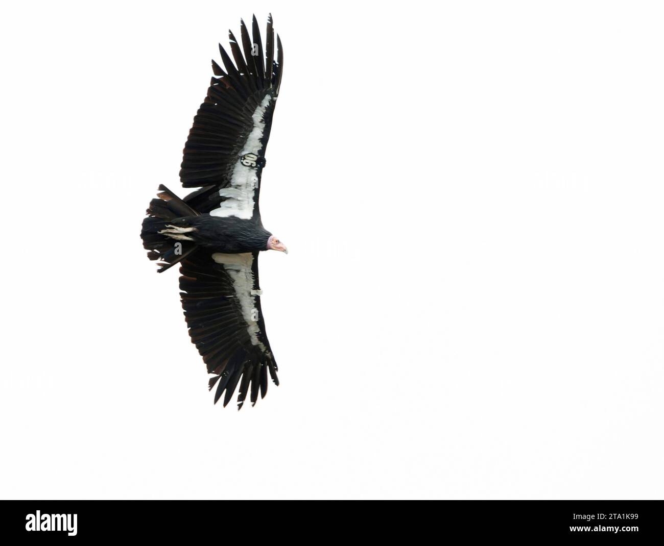 Critically Endangered California Condor (Gymnogyps californianus) en vol le long de la côte californienne, États-Unis. Banque D'Images