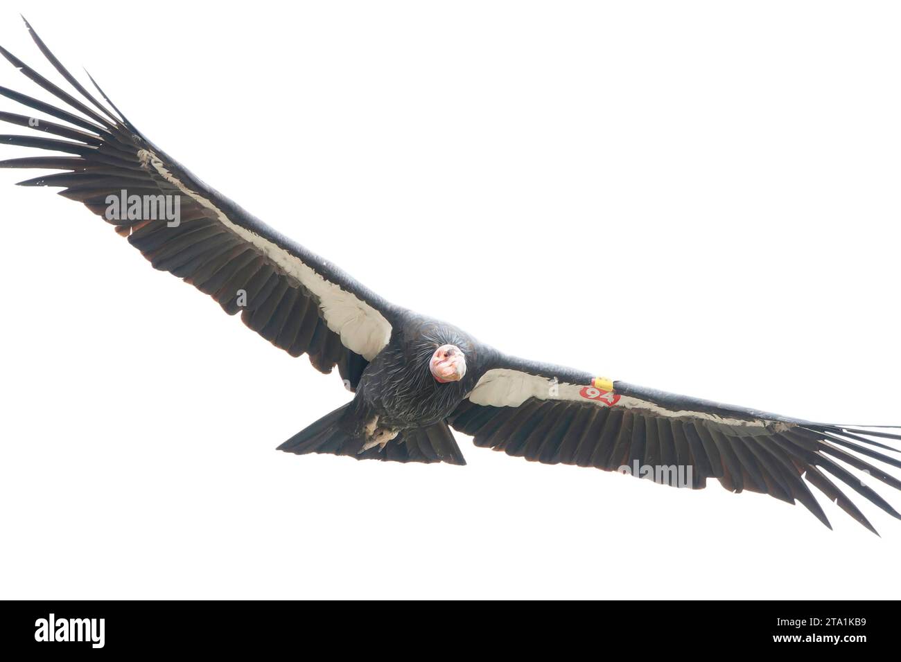 Critically Endangered California Condor (Gymnogyps californianus) en vol le long de la côte californienne, États-Unis. Banque D'Images