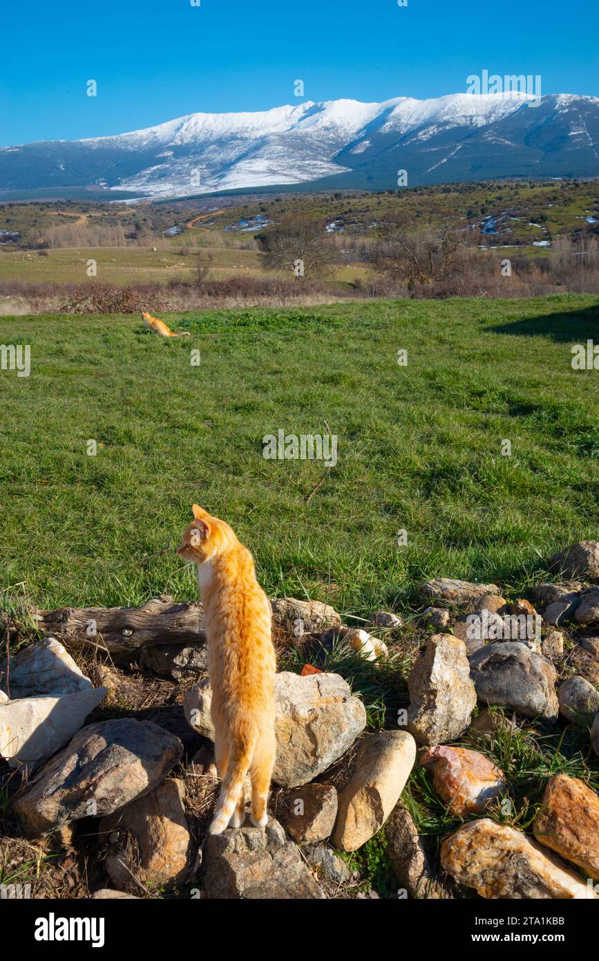 Deux chats à la campagne. Banque D'Images