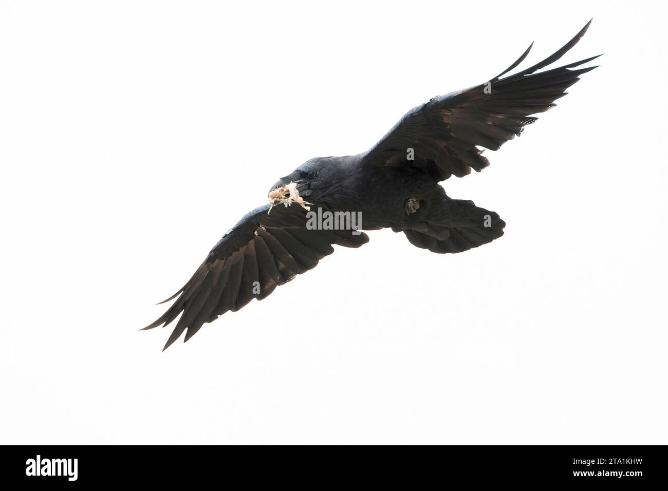 Corvus corax sinuatus, Corvus corax sinuatus, à Calfornia, États-Unis. Banque D'Images