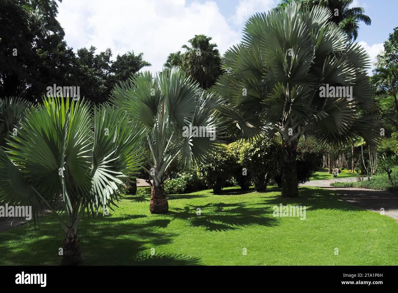 Le jardin de Balata est un jardin botanique privé de fort-de-France, route de Balata, Martinique, Antilles Banque D'Images