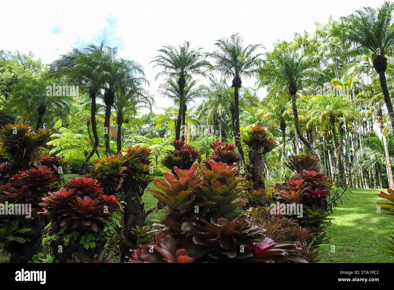 Le jardin de Balata est un jardin botanique privé de fort-de-France, route de Balata, Martinique, Antilles Banque D'Images