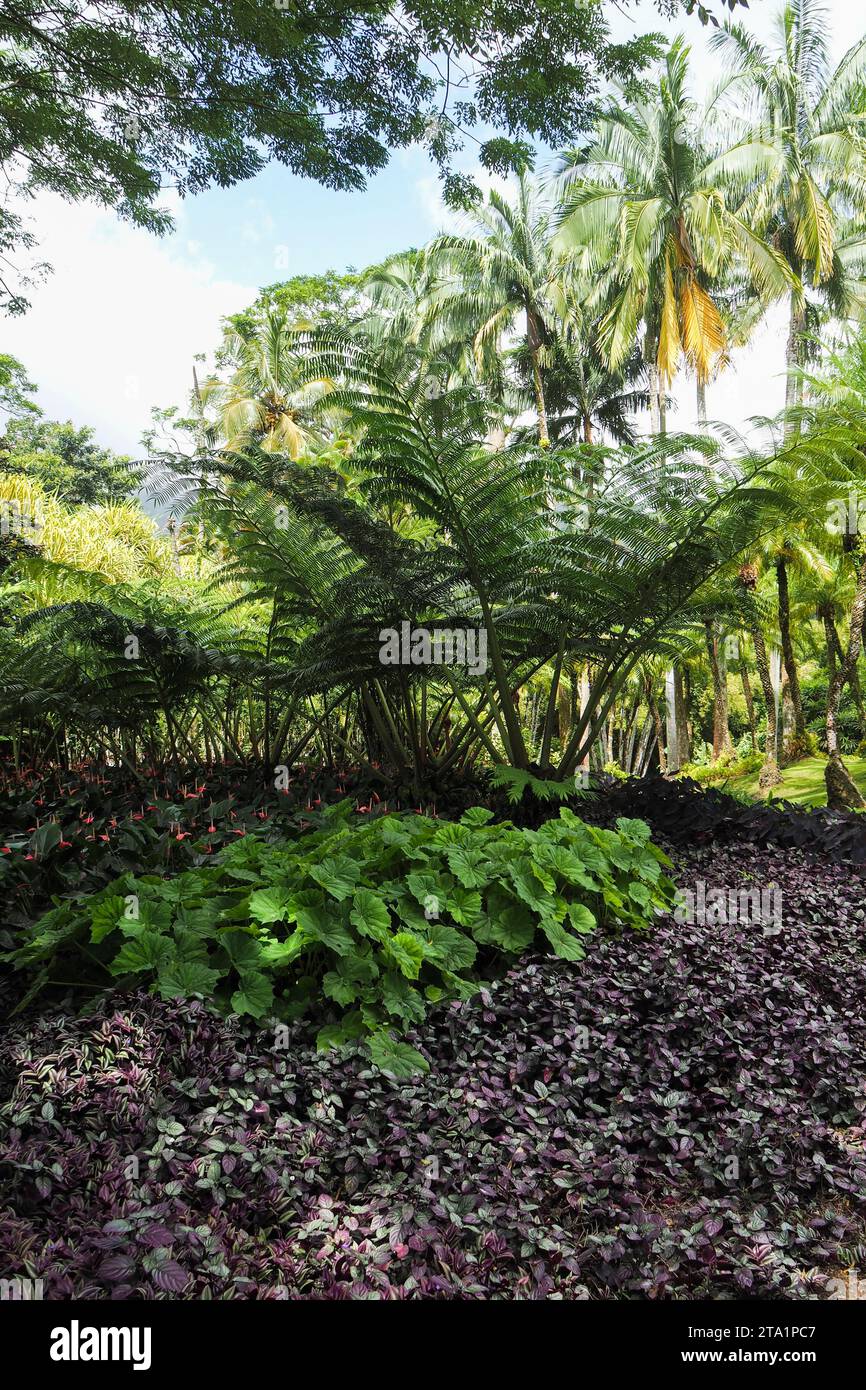 Le jardin de Balata est un jardin botanique privé de fort-de-France, route de Balata, Martinique, Antilles Banque D'Images