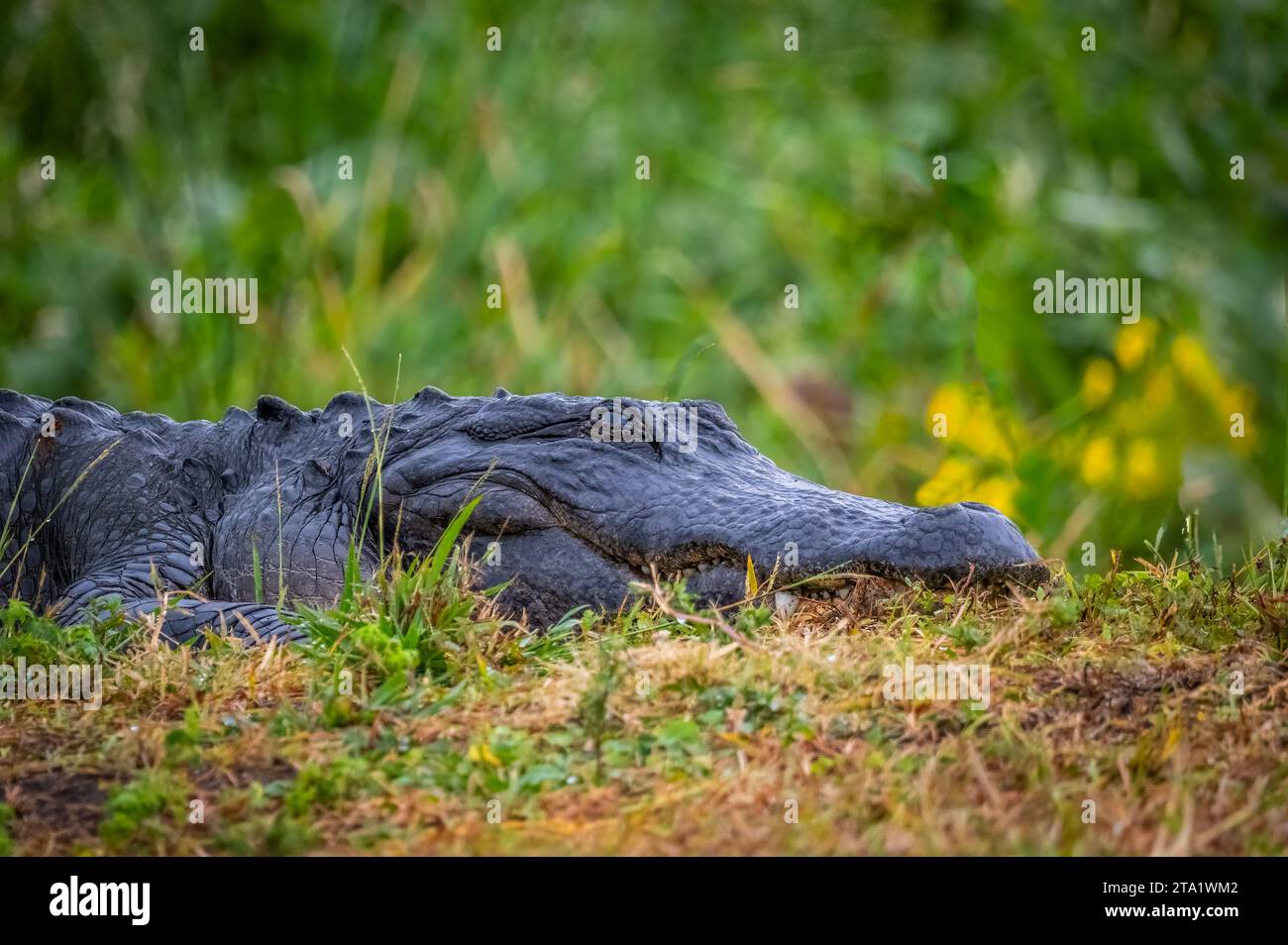 Améréican Alligator sur la Chua Trail dans Paynes Prairie Preserve State Park à Gainesville en Floride Banque D'Images