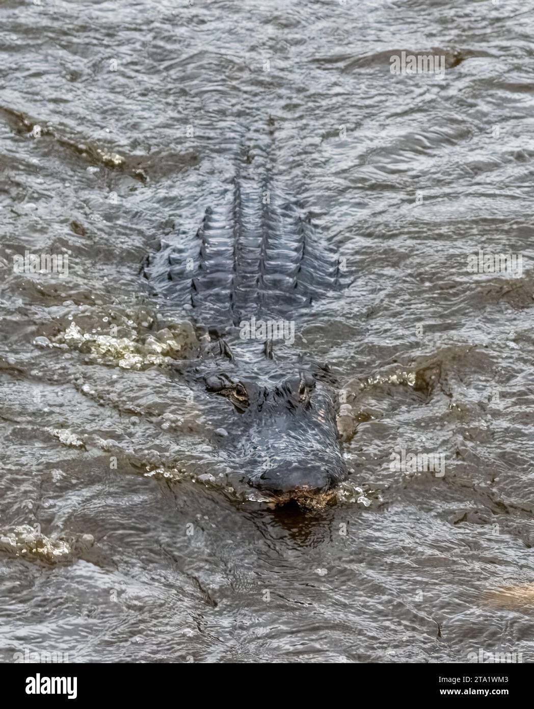 Améréican Alligator sur la Chua Trail dans Paynes Prairie Preserve State Park à Gainesville en Floride Banque D'Images
