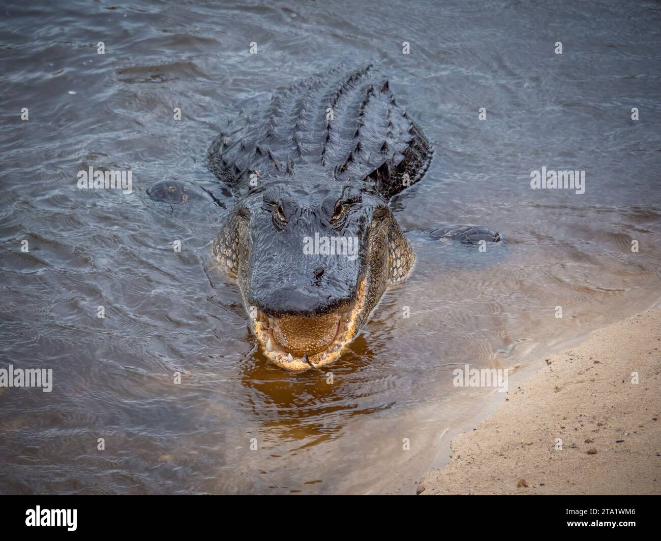 Améréican Alligator sur la Chua Trail dans Paynes Prairie Preserve State Park à Gainesville en Floride Banque D'Images