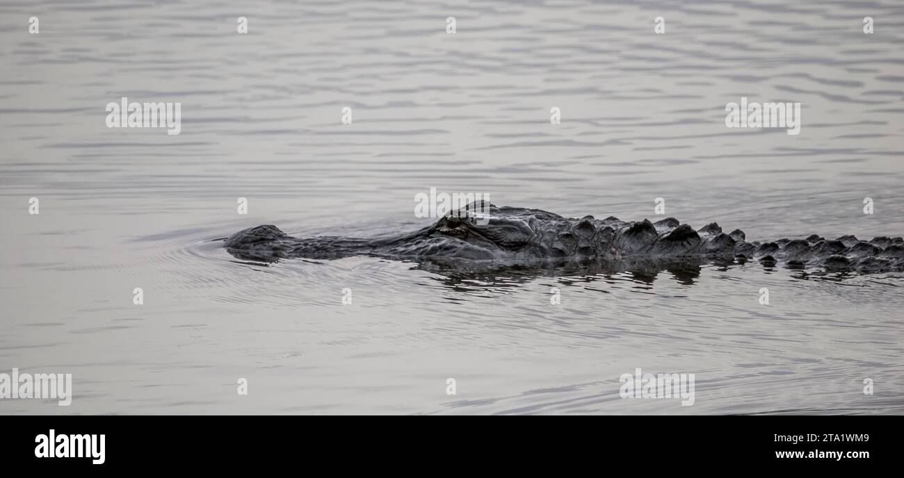 Améréican Alligator sur la Chua Trail dans Paynes Prairie Preserve State Park à Gainesville en Floride Banque D'Images