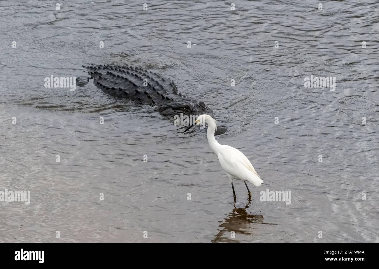 Améréican Alligator sur la Chua Trail dans Paynes Prairie Preserve State Park à Gainesville en Floride Banque D'Images