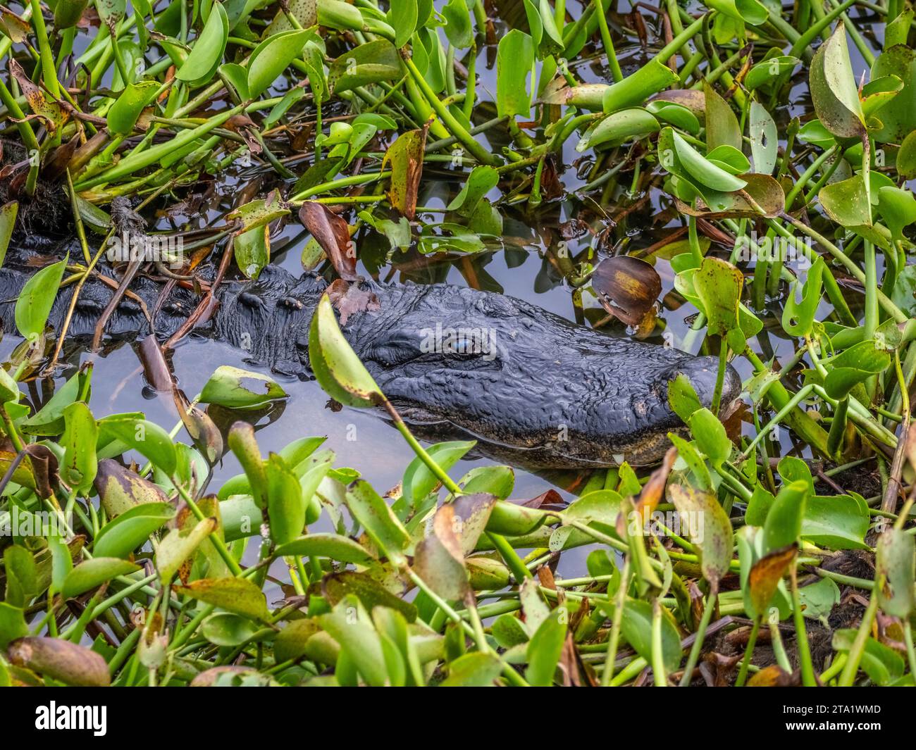 Améréican Alligator sur la Chua Trail dans Paynes Prairie Preserve State Park à Gainesville en Floride Banque D'Images