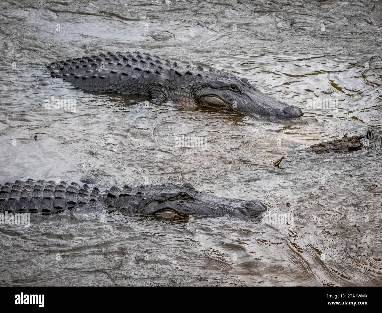 Alligators américains sur la Chua Trail dans le parc d'État de Paynes Prairie Preserve à Gainesville en Floride Banque D'Images