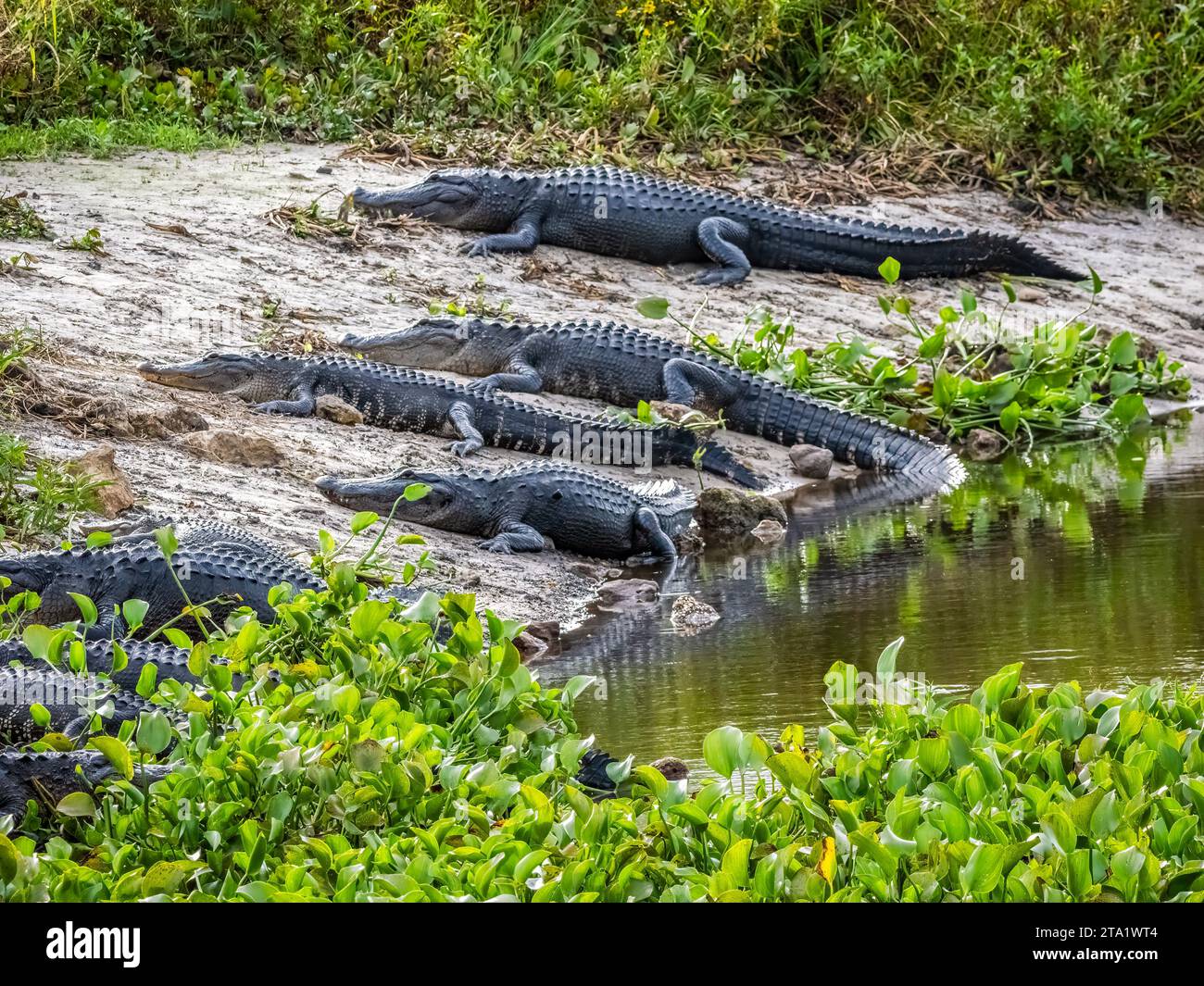 Alligators américains sur la Chua Trail dans le parc d'État de Paynes Prairie Preserve à Gainesville en Floride Banque D'Images