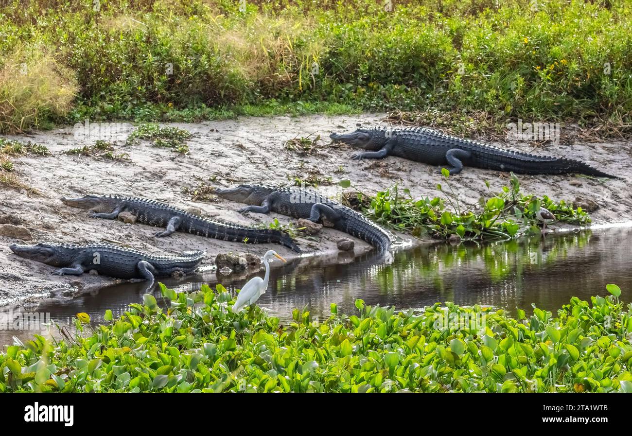 Alligators américains sur la Chua Trail dans le parc d'État de Paynes Prairie Preserve à Gainesville en Floride Banque D'Images