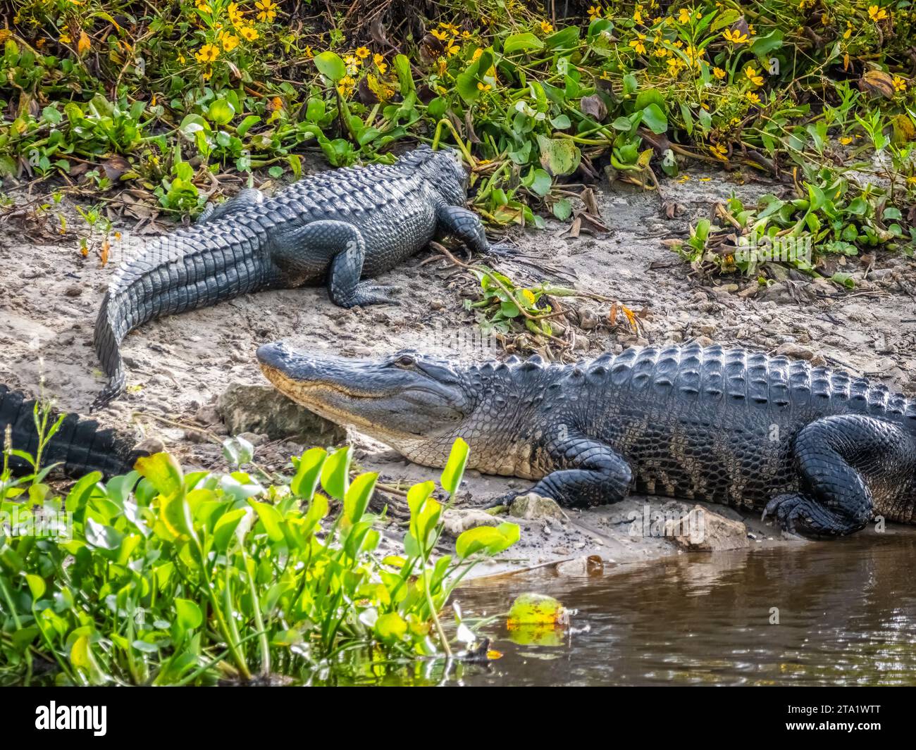 Alligators américains sur la Chua Trail dans le parc d'État de Paynes Prairie Preserve à Gainesville en Floride Banque D'Images