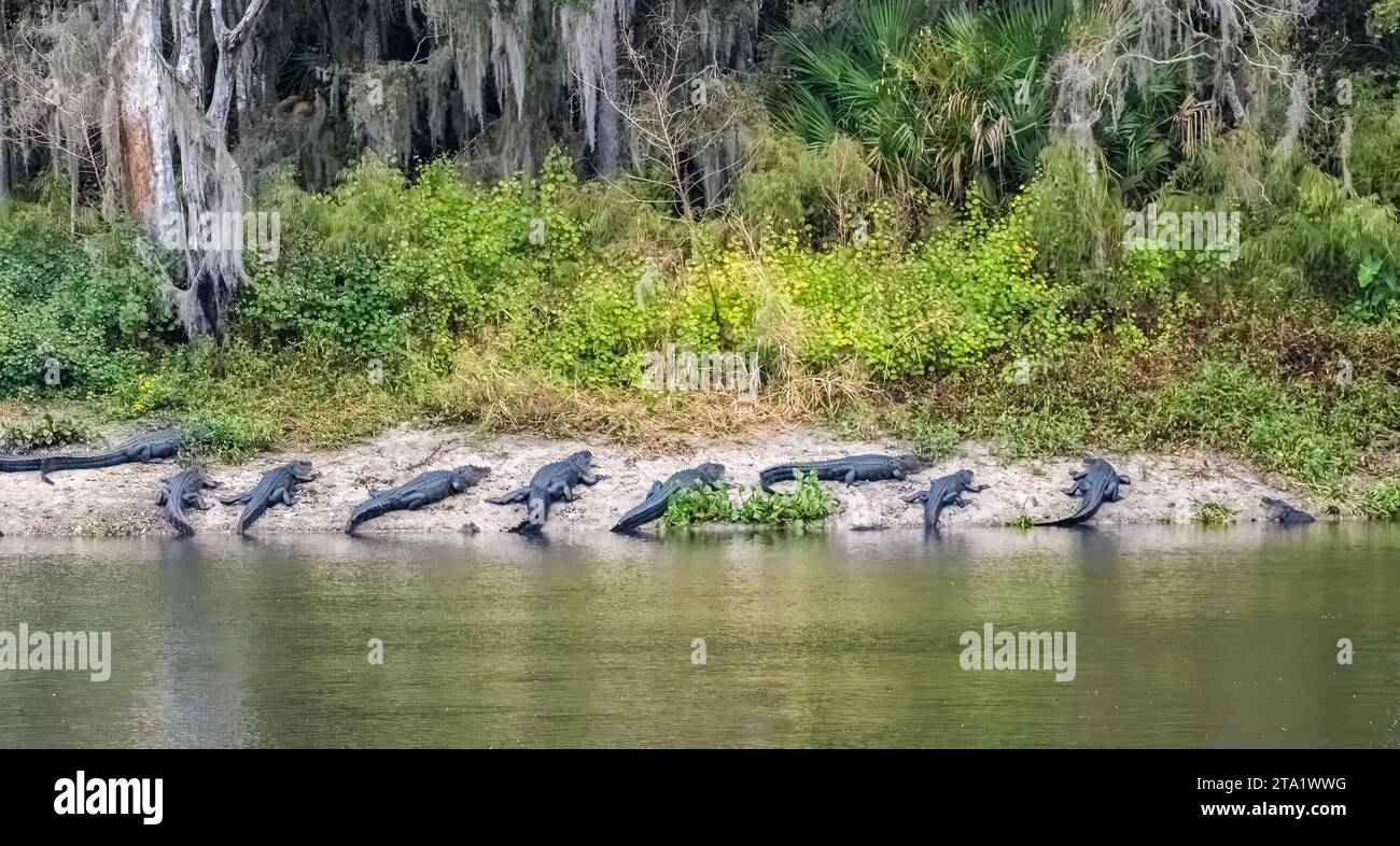 Alligators américains sur la Chua Trail dans le parc d'État de Paynes Prairie Preserve à Gainesville en Floride Banque D'Images