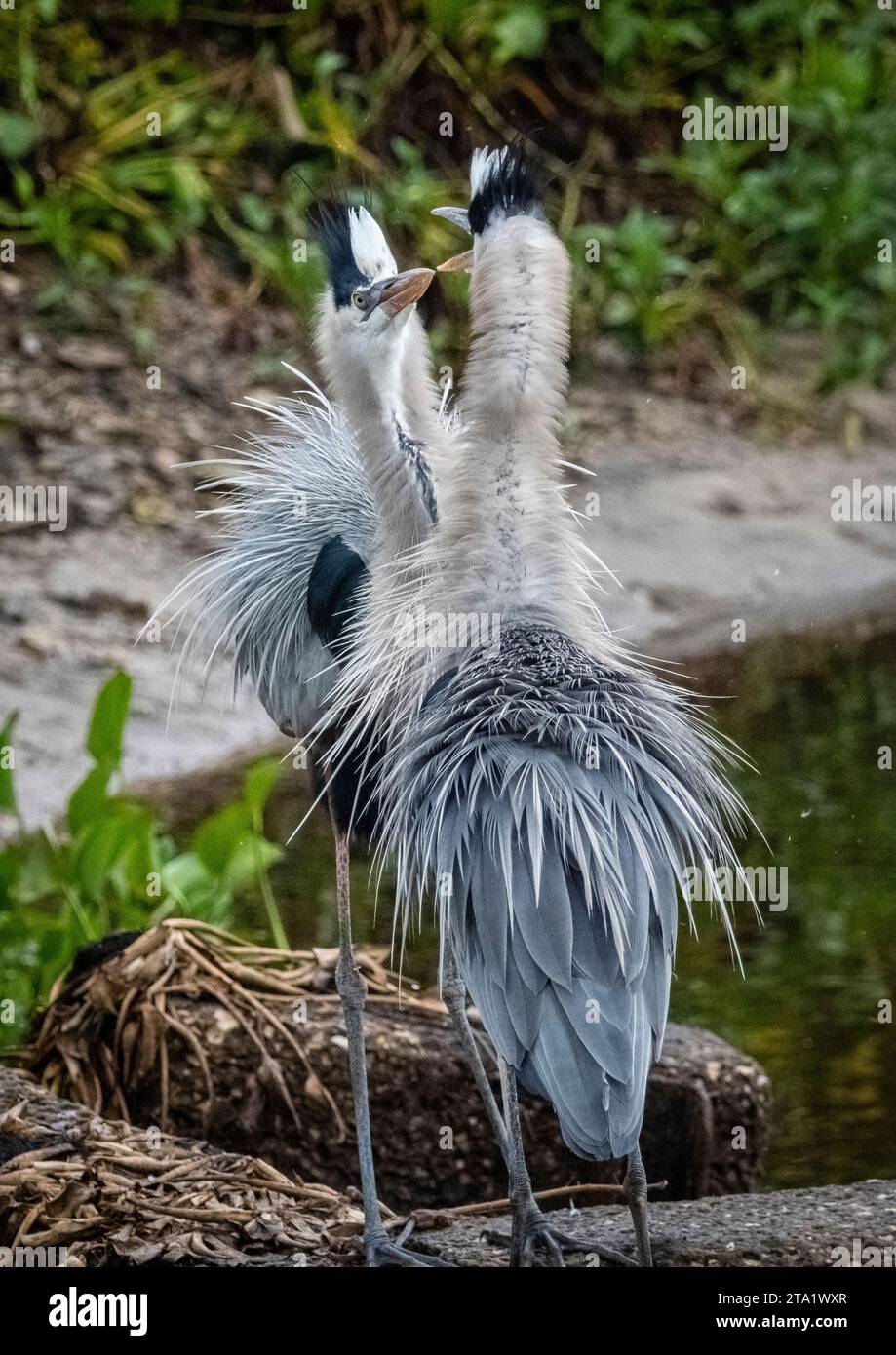 Une paire de Grands Hérons sur la Chua Trail dans le parc national Paynes Prairie Preserve à Gainesville, Floride, États-Unis Banque D'Images