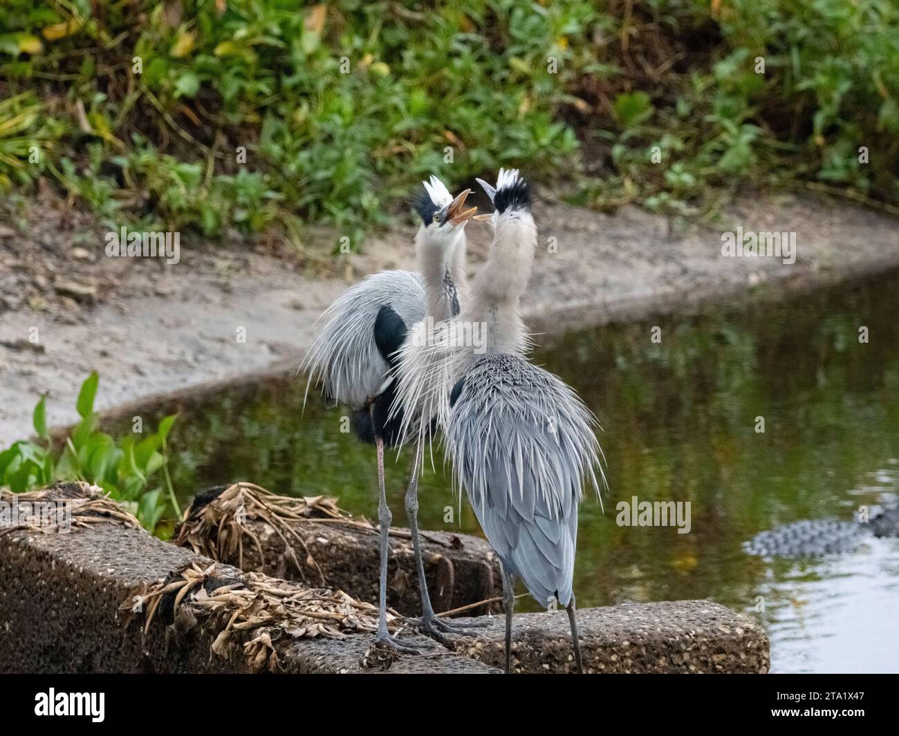 Une paire de Grands Hérons sur la Chua Trail dans le parc national Paynes Prairie Preserve à Gainesville, Floride, États-Unis Banque D'Images