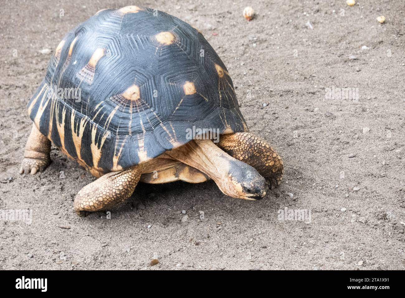 Astrochelys radiata, ou tortue étoilée de Madagascar ou tortue rayonnée, est une espèce de tortue de la famille des Testudinidae, à la Réunion, en France. Banque D'Images