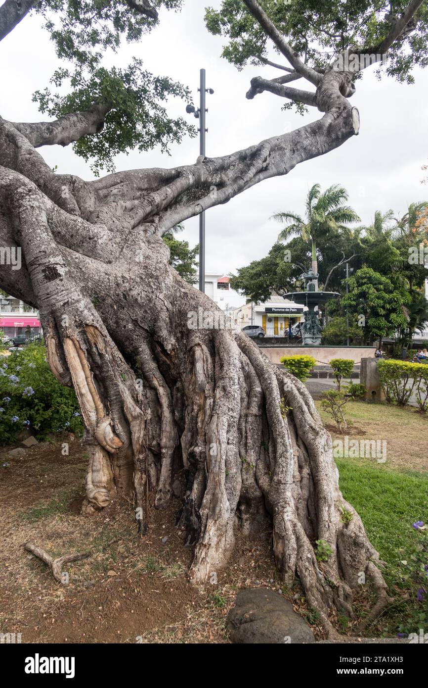 Vieil arbre tordu dans la ville de Saint-Denis, Ile de la Réunion, France. Banque D'Images