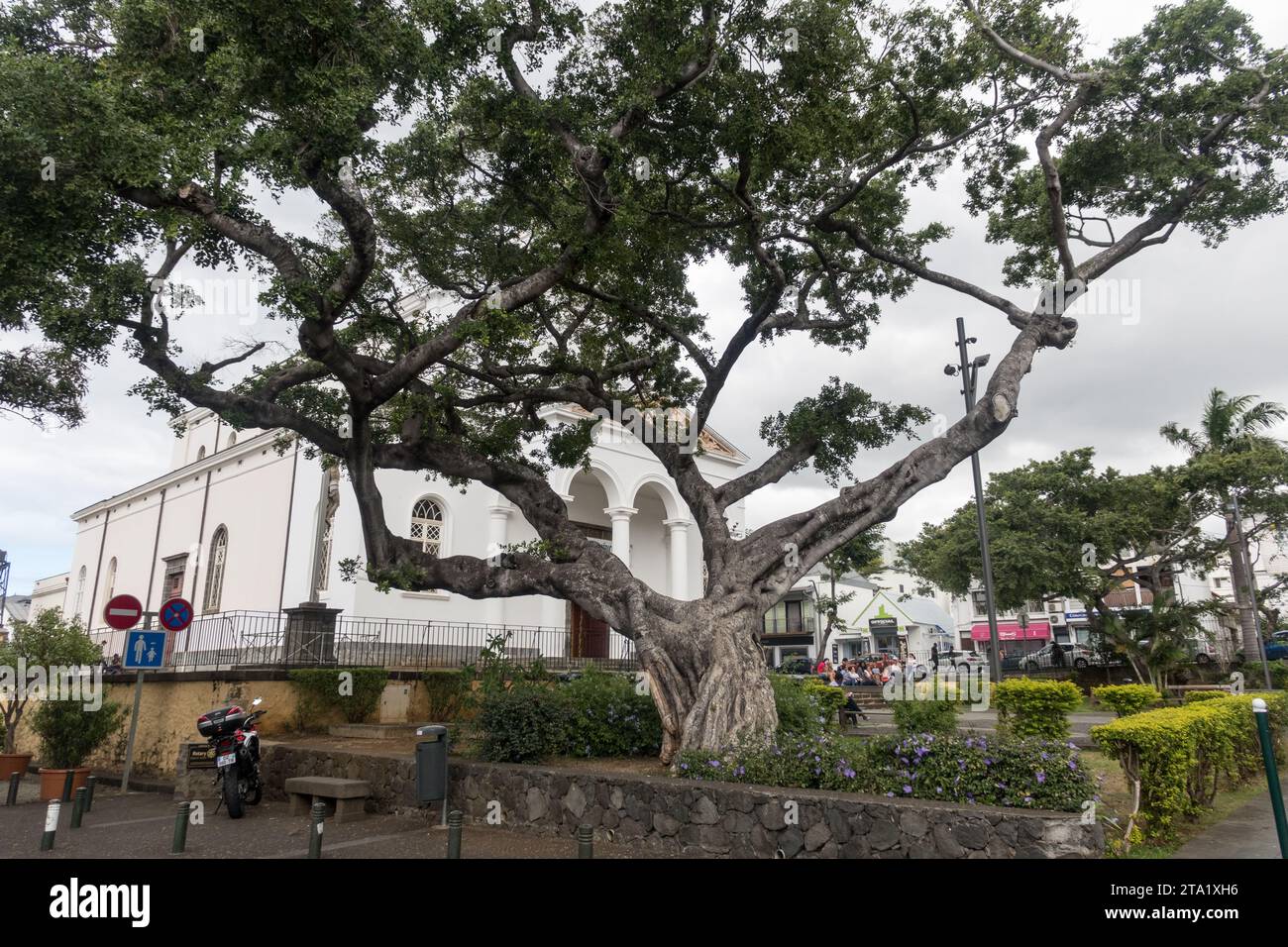 Arbre ancien devant la cathédrale Saint-Denis, Saint-Denis, Ile de la Réunion, France. Banque D'Images