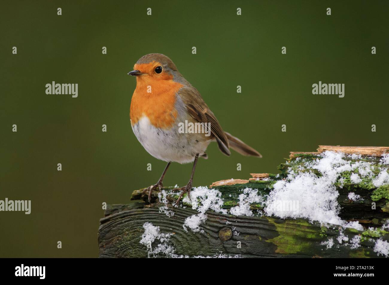 Rouge-gorge européen erithacus rubecula, perché sur une clôture brisée avec de légères chutes de neige, comté de Durham, Angleterre, Royaume-Uni, janvier. Banque D'Images