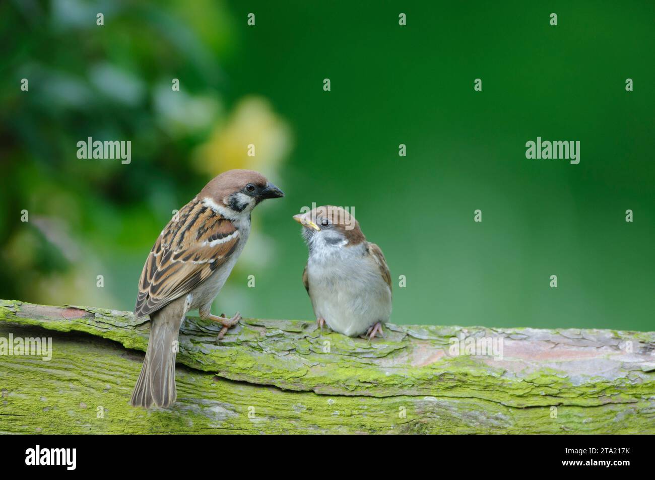 Moineau eurasien passer montanus, avec des pouledgeling attendant d'être nourri, perché sur une clôture rustique, comté de Durham, Angleterre, Royaume-Uni, juin. Banque D'Images