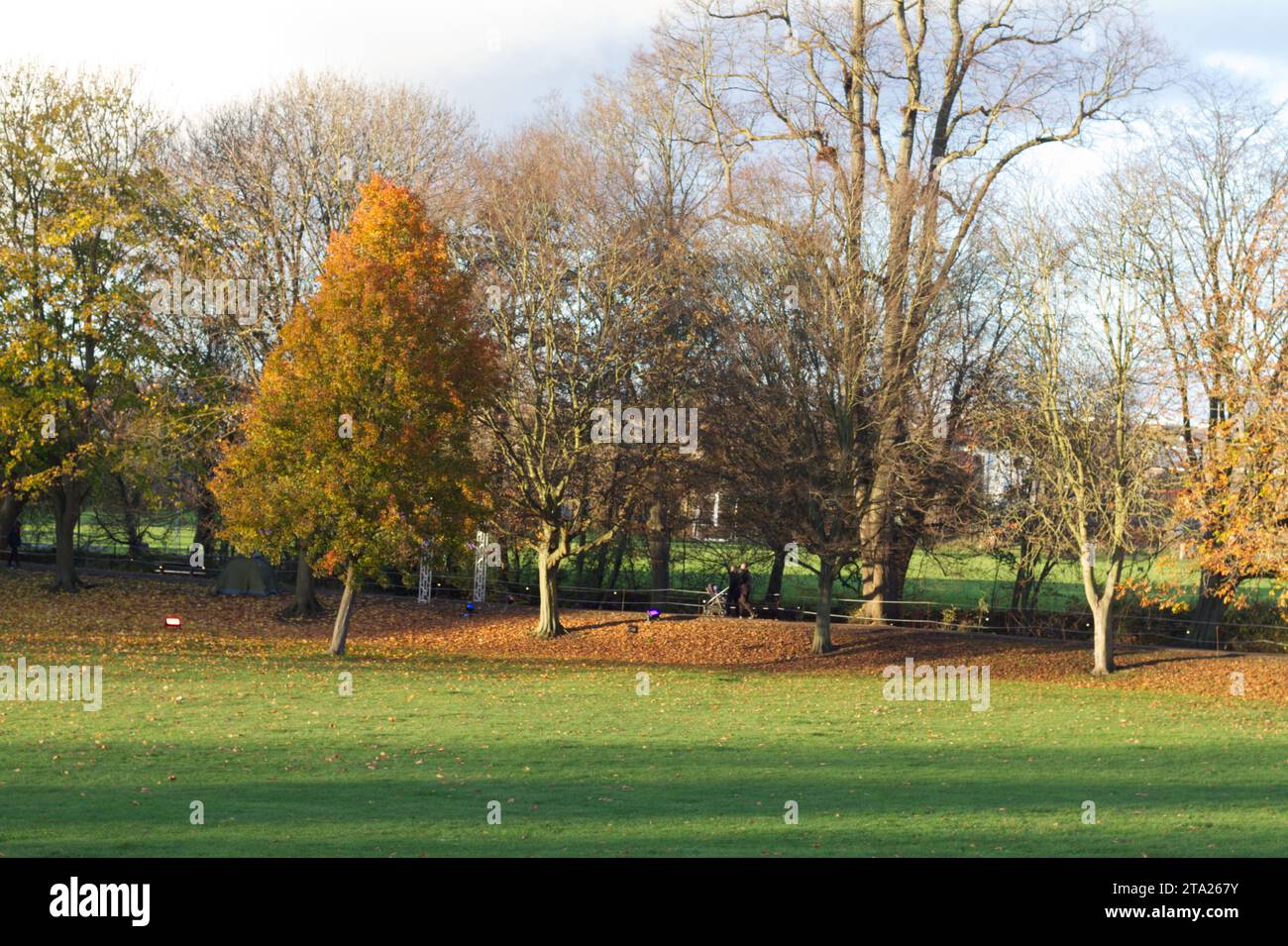 Colchester, Royaume-Uni. 28 novembre 2023. Soleil de fin d'automne à Castle Park, Colchester. Les arbres perdent leurs dernières feuilles colorées à mesure que le temps se refroidit et que le début de l'hiver météorologique approche. Crédit:Eastern Views/Alamy Live News Banque D'Images
