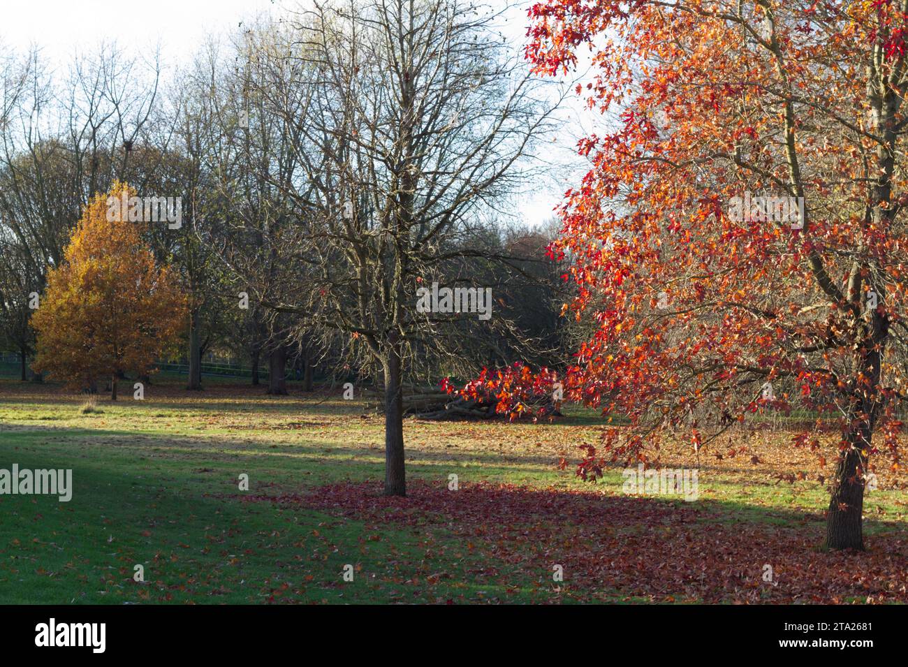 Colchester, Royaume-Uni. 28 novembre 2023. Soleil de fin d'automne à Castle Park, Colchester. Les arbres perdent leurs dernières feuilles colorées à mesure que le temps se refroidit et que le début de l'hiver météorologique approche. Crédit:Eastern Views/Alamy Live News Banque D'Images