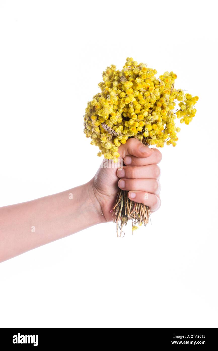 Enfant tenant un bouquet de fleurs jaunes à sec dans la main Banque D'Images