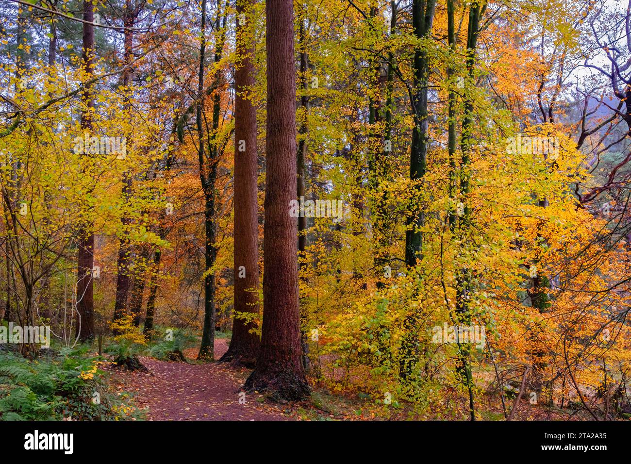 Coed Tan Dinas Walk. Sentier à travers les bois du parc forestier Gwydir en automne. Betws-y-Coed, Conwy, pays de Galles, Royaume-Uni, Grande-Bretagne, Europe. Sapins Douglas géants Banque D'Images