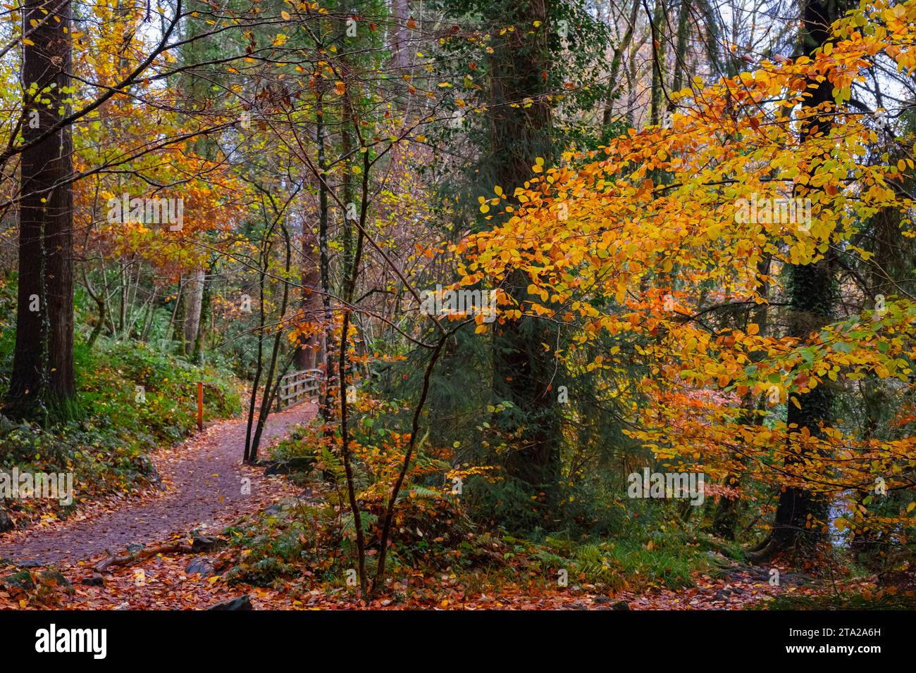Coed Tan Dinas Walk. Sentier à travers les bois du parc forestier Gwydir en automne. Betws-y-Coed, Conwy, pays de Galles, Royaume-Uni, Grande-Bretagne, Europe. Sapins Douglas géants Banque D'Images