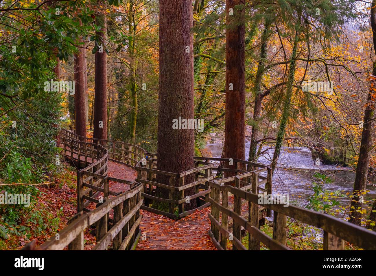 Coed Tan Dinas Walk. Sentier de promenade à travers les bois du parc forestier Gwydir à côté de la rivière Afon Llugwy en automne. Betws-y-Coed, Conwy, pays de Galles, Royaume-Uni, Grande-Bretagne Banque D'Images