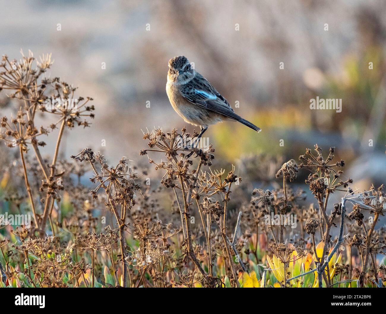 Femelle européenne Stonechat (Saxicola rubicola) Paphos, Chypre Banque D'Images