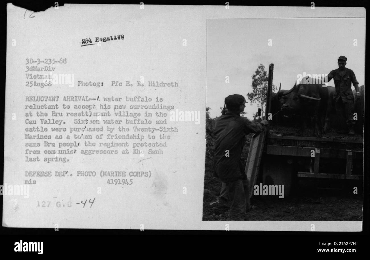Le buffle d'eau a été introduit dans le village de réinstallation d'Eru dans la vallée de Cau pendant la guerre du Vietnam. Les vingt-sixième Marines achetèrent seize buffles d'eau et du bétail en signe d'amitié avec le peuple Bru, qu'ils protégeaient des menaces communistes à Khe Sanh. (HARINE CORPS) 4191945 MIS 127 GVB-44' Banque D'Images