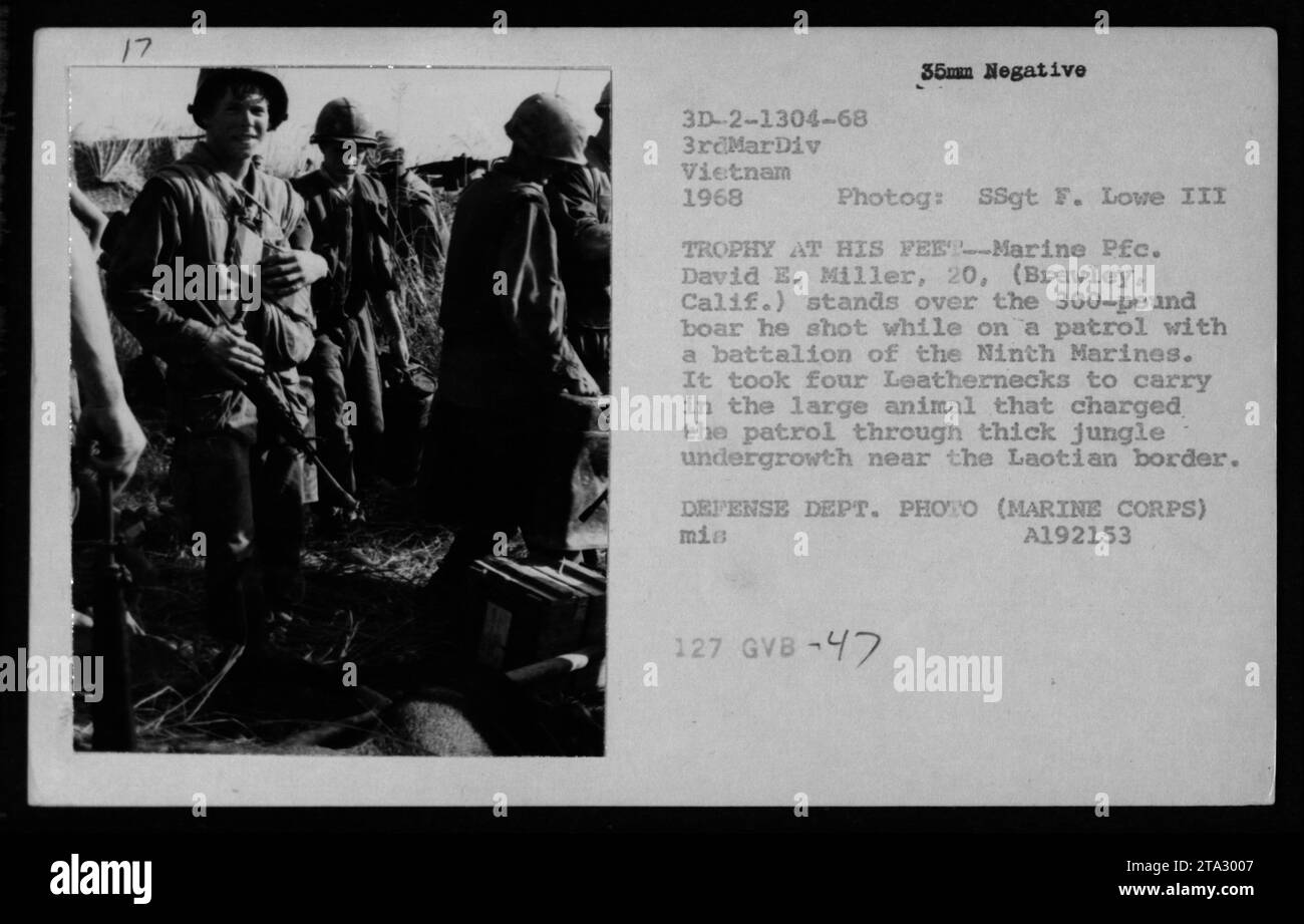 David E. Miller, de Brawley, en Californie, est photographié debout au-dessus d'un sanglier de 300 livres qu'il a tiré alors qu'il patrouillait avec les 9e Marines près de la frontière laotienne pendant la guerre du Vietnam. Le sanglier chargea la patrouille à travers un sous-bois dense dans la jungle, nécessitant quatre Marines pour la transporter. Cette photo a été prise par le SSgt F. Lowe III en 1968. Banque D'Images