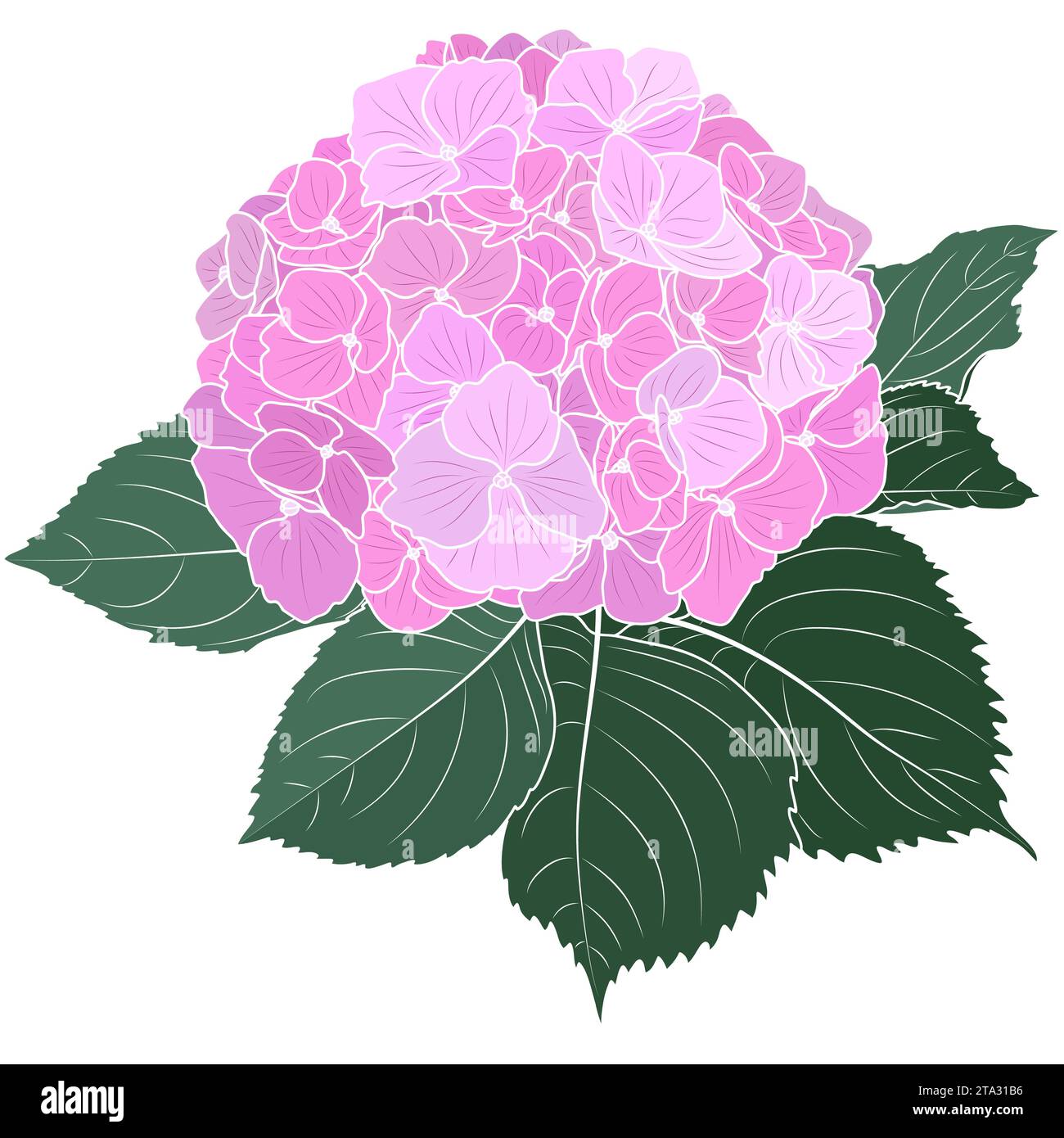 Fleur d'hortensia rose florissante, illustration vectorielle botanique. Beau contour doux d'hortensia. Illustration de Vecteur