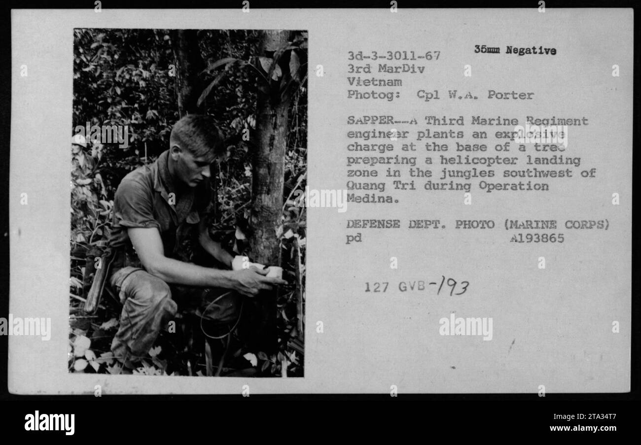 Un ingénieur du troisième régiment de Marines plante une charge explosive à la base d'un arbre en préparation d'une zone d'atterrissage d'hélicoptère pendant l'opération Medina. Cette photographie capture les activités des ingénieurs dans la jungle épaisse du sud-ouest de Quang Tri, Vietnam. Photographie prise par le Cpl W.A. porter. Banque D'Images