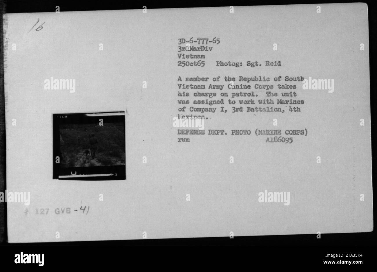 Un membre du corps canin de l'armée de la République du Vietnam du Sud et un Marine de la compagnie I, 3e bataillon, 4e Marines, patrouillent près de Phu Bai, Vietnam, en octobre 1965. La photo montre la coopération entre le personnel militaire et les chiens de travail pendant la guerre du Vietnam. Banque D'Images