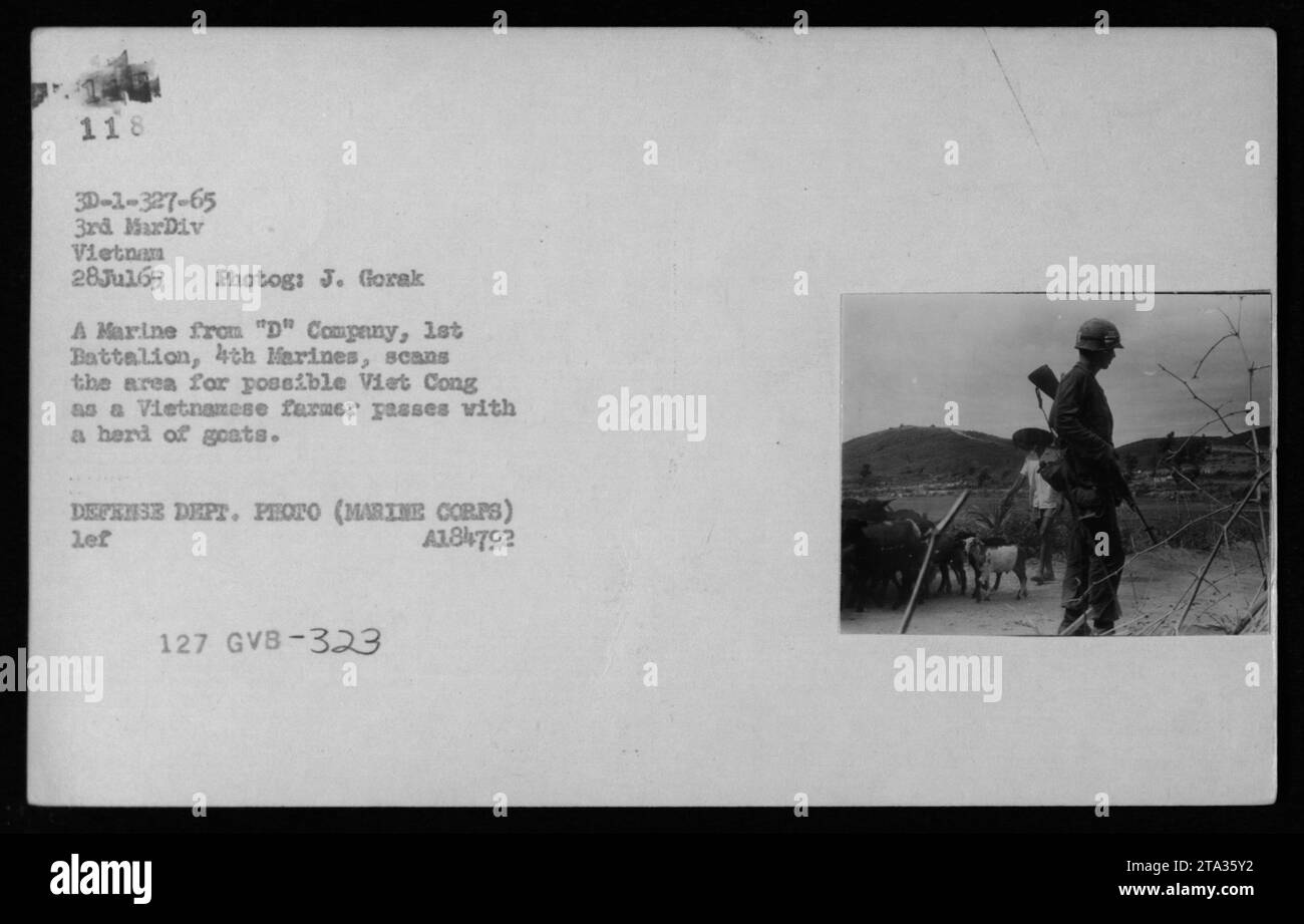 Un Marine de la compagnie 'd', 1e bataillon, 4e Marines, effectuant des tâches de sécurité au Vietnam le 28 juillet 1965. Le Marine peut être vu balayer la zone pour les menaces potentielles Viet Cong tandis qu'un agriculteur vietnamien passe par un troupeau de chèvres en arrière-plan. Cette photographie a été prise par J. Gorak et fait partie de la collection du ministère de la Défense. Banque D'Images