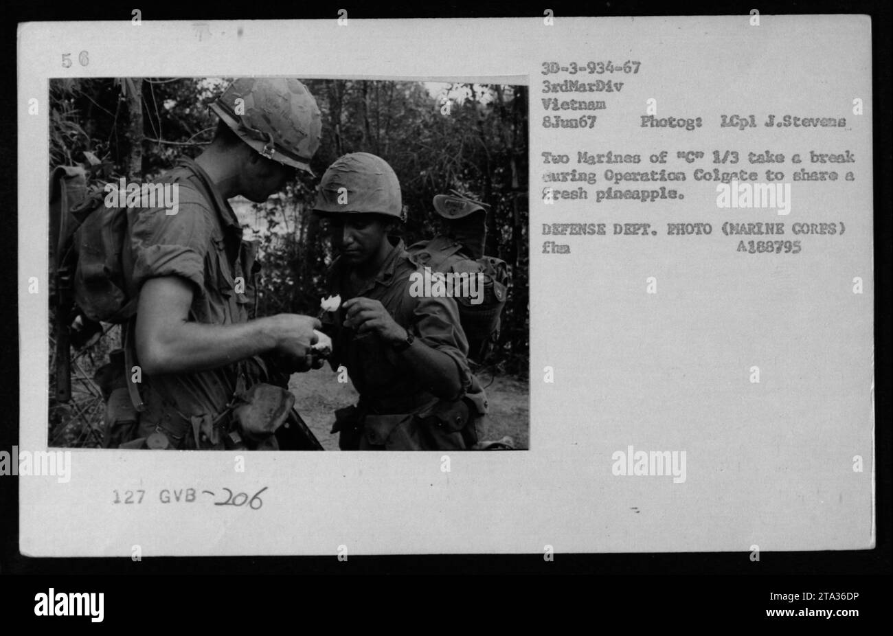 Deux Marines font une pause lors de l’opération Colgate le 8 juin 1967 au Vietnam pour déguster un ananas frais. Cette photographie, prise par le lcpl J. Stevens, montre les réalités de soldats qui prennent une pause et profitent d’un bref moment de répit au milieu des activités militaires. Banque D'Images