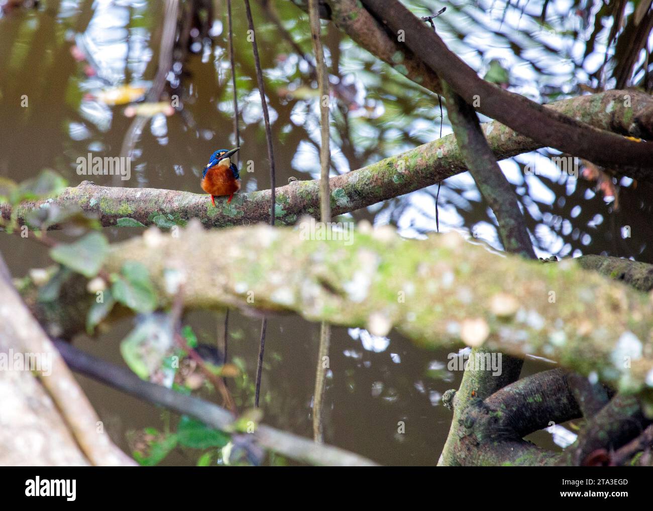 Un kingfisher incroyablement beau avec plumage bleu vif et touffes d'oreilles blanches distinctives, originaire des forêts denses d'Asie. Trouvé dans l'Indien Banque D'Images