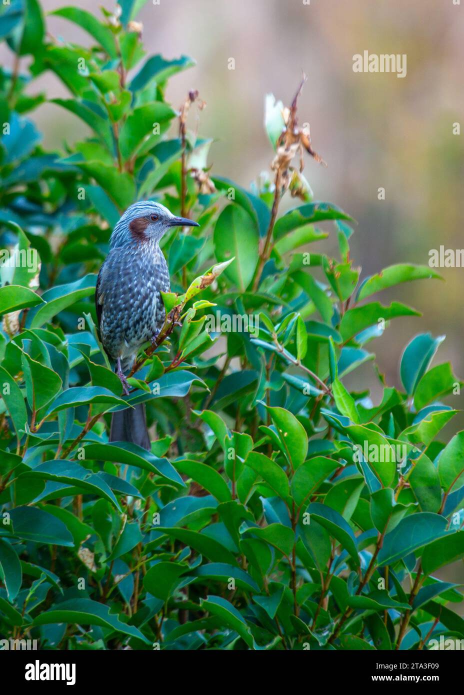 Image enchanteresse du Bulbul aux oreilles brunes (Ixos amaurotis), un oiseau chanteur mélodieux originaire d'Asie de l'est. Cette charmante créature ajoute des notes de musique à Banque D'Images