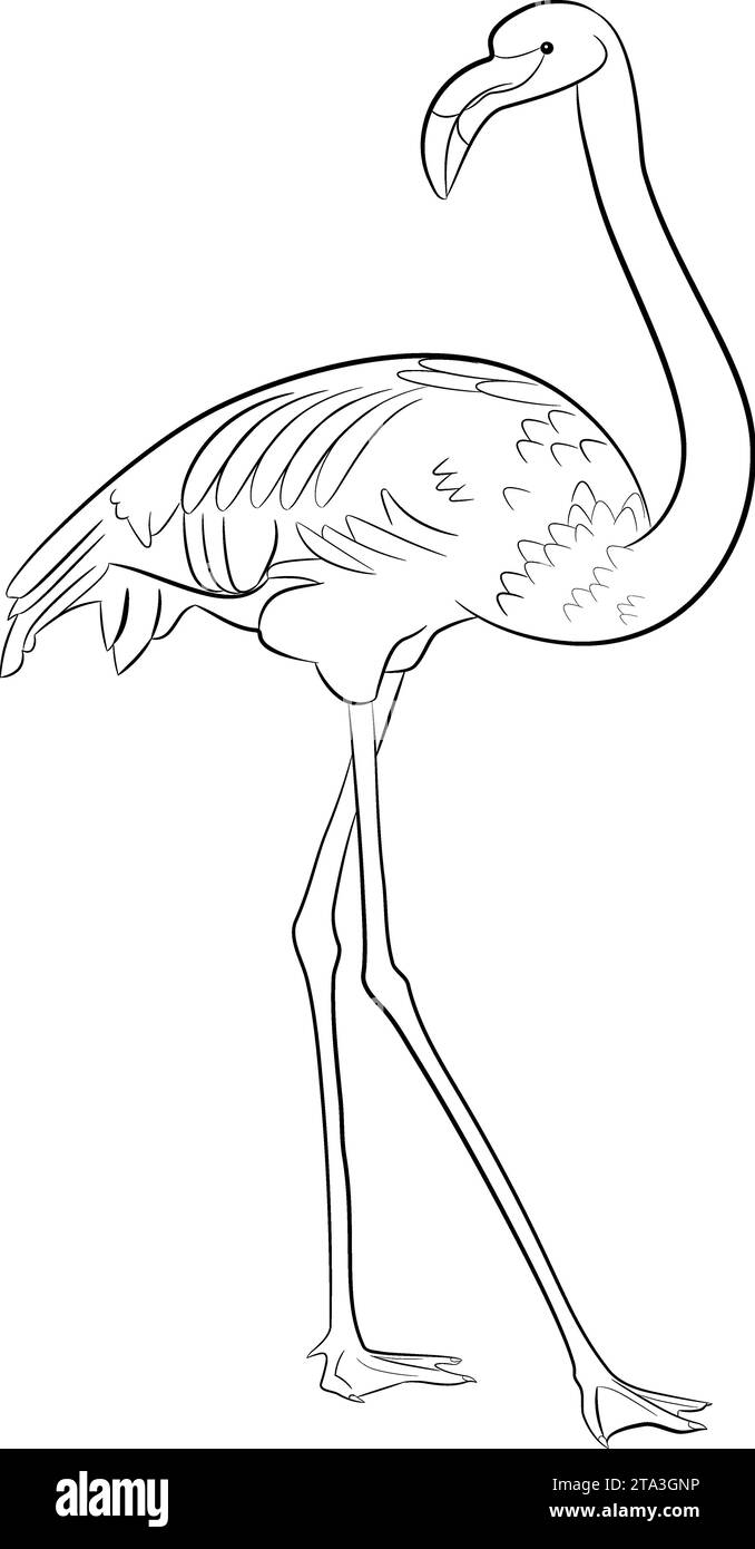 Contour vectorisé d'un flamant rose Banque D'Images