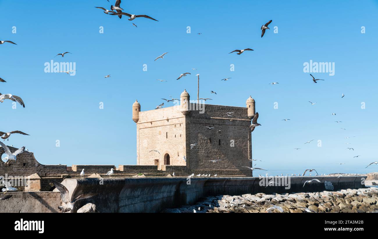 Sqala du Port, une forteresse historique surplombant l'océan Atlantique au port de pêche d'Essaouira avec de nombreuses mouettes survolant au-dessus, Maroc. Banque D'Images
