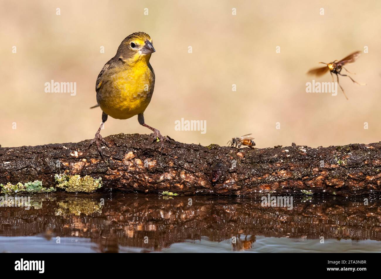 Finch safran, Sicalis flaveola, la Pampa, Patagonie, Argentine. Banque D'Images